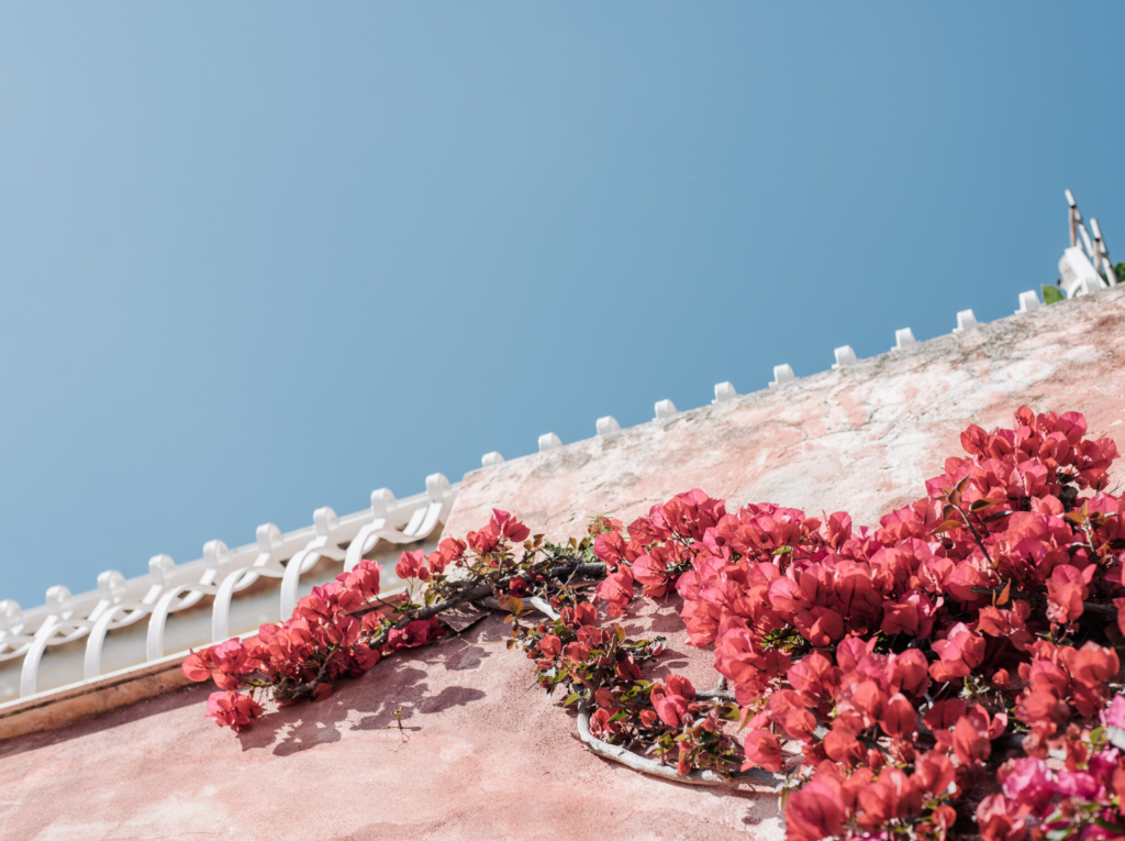 Bougainvillea at Villa Magia Positano